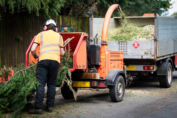 Best Tree Trimming and Pruning  in Greenville, RI